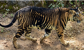 Impact For Black Tiger